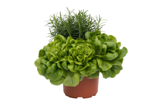 Fresh butterhead lettuce and vibrant rosemary herb growing together in a brown pot, showcasing healthy greenery for culinary use. background removed