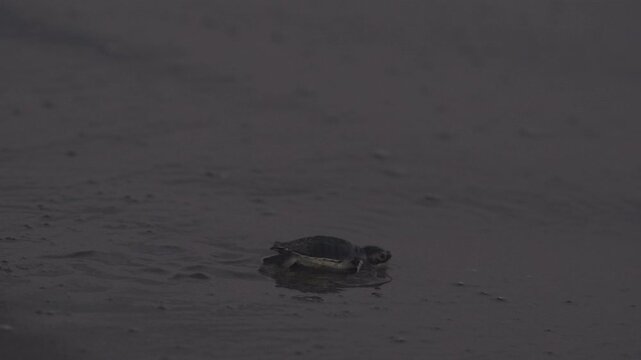 A baby sea turtle runs on wet sand and reaches to the sea. An early hour natural shot in slow motion.