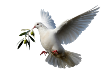 A majestic white dove in flight, gracefully carrying a vibrant olive branch with green fruit, symbolizing peace and new beginnings. background removed