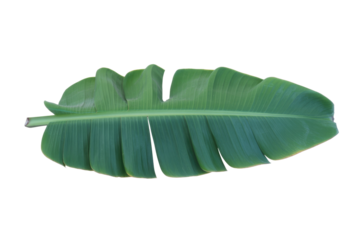 A large, vibrant green banana leaf, isolated on a solid dark transparent background, featuring natural texture and characteristic tears along its edges. background removed