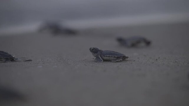 A group of infant sea turtles are running to the sea on a stabil focus spot shot.