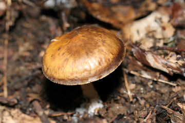 渋い茶色のウラムラサキシメジキノコ（自然環境下菌・キノコ類マクロ撮影）