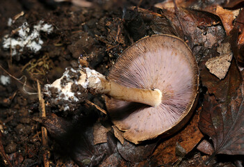 渋い茶色のウラムラサキシメジキノコ（根茎・柄・ヒダ、自然環境下菌・キノコ類マクロ撮影）