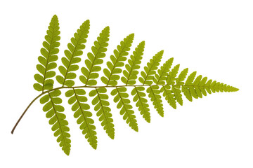 A vibrant green fern frond, with intricate pinnules, displayed against a solid dark transparent background, showcasing nature's delicate botanical beauty. background removed