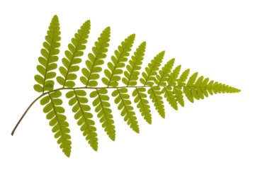 A vibrant green fern frond, with intricate pinnules, displayed against a solid dark transparent background, showcasing nature's delicate botanical beauty. background removed