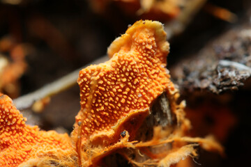 鮮やかなオレンジ色のヒイロハリタケ茸が朽木に着生（アウトドアフィールド菌＆キノコ類マクロ撮影）
