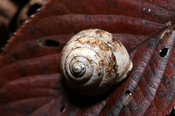 赤黒く紅葉した葉の上にカタツムリの抜け殻（自然環境下マクロ撮影）