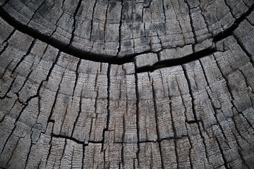 Cross section of tree trunk showing growth rings. Wood texture background.