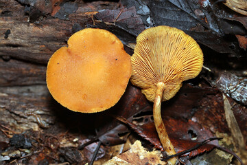 カサもヒダも淡い黄土色のキツムタケキノコ（アウトドアフィールド菌＆キノコ類マクロ撮影）