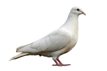 Obraz premium A beautiful white dove stands peacefully, looking right. Its pristine feathers and gentle demeanor convey purity and calm, isolated against a transparent background. background removed