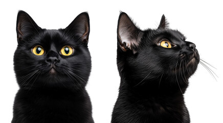 set of close up portrait of sit cat, black kitty with long hair isolated on transparent background	