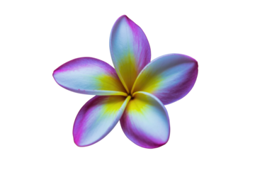 A beautiful tropical frangipani flower with five petals, showcasing vibrant pink, white, and yellow hues. Perfect for a summer design. background removed