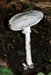 白い大型のテングタケ属ドクツルタケキノコ横位置立像（アウトドアフィールド菌＆キノコ類マクロ撮影）