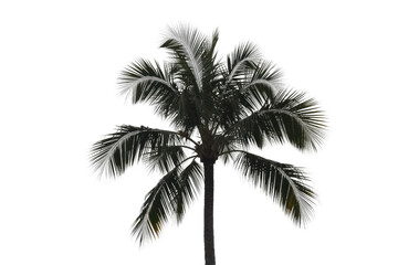 A striking silhouette of a tropical palm tree with bright, illuminated frond edges against a vibrant transparent background, ideal for design. background removed