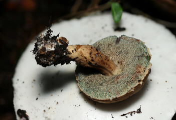 白いテングタケのカサの上に小型のイグチ属キノコを載せた画像（柄と管孔側・自然下菌キノコ類マクロ撮影）