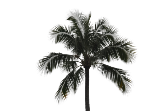 A striking silhouette of a tropical palm tree with bright, illuminated frond edges against a vibrant transparent background, ideal for design. background removed - Powered by Adobe