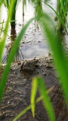 Obraz premium a field frog is sunbathing