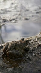 a field frog is sunbathing