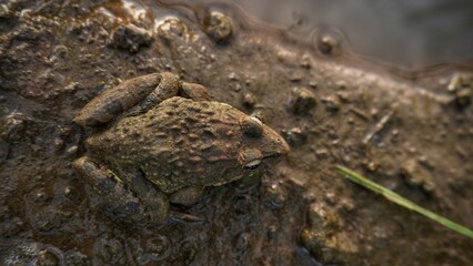 a field frog is sunbathing