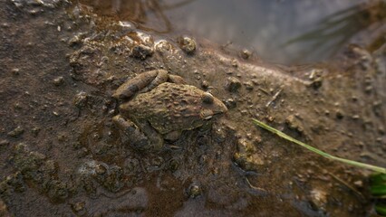 a field frog is sunbathing