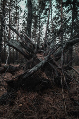 Fallen tree in pine forest. Autumn season. Selective focus.