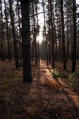 Pine forest in early morning light. Sun shines through trees.