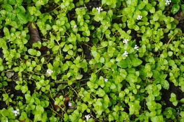 Lush Green Ground Cover with Tiny White Flowers.