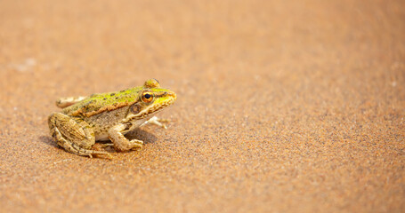 The frog sits on the sand on the shore of the lake. Beautiful wildlife landscape with place for text. The concept of protecting wildlife and ecology.