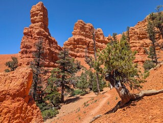 desert rock scenery, sunlit canyon with towering sandstone formations and sparse vegetation. Arches Nationalpark, Red Canyon.