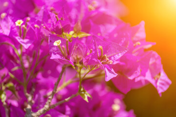 Bougainvillea glabram flower, paperflower. Beautiful magenta bougainvillea tree on sunny spring day