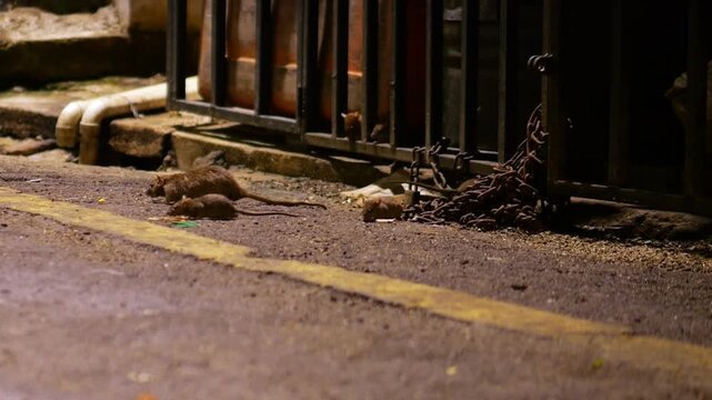 Family of brown rats searching for discarded food on dirty urban alleyway at night. A large mother rat and her smaller young explore asphalt area near grimy building wall where they live