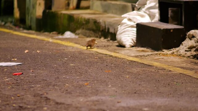 Unhygienic urban environment where wild brown rat scurries into its hiding place on nighttime street with piece of food. A common problem of rodent pests in cities and public health and sanitation