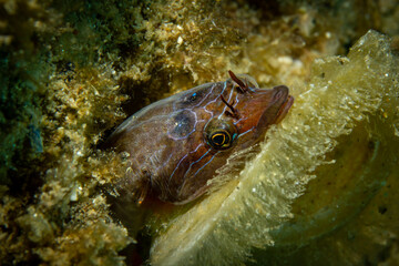 
Lepadogaster Lepadogaster Shore Clingfish in Mediterranean Sea - Brown Spotted Fish Close-up in Costa Brava Spain Underwater