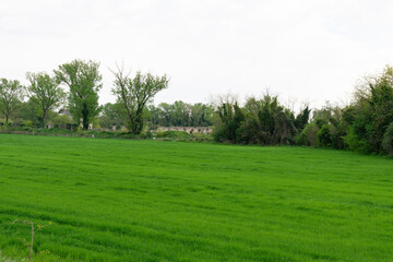 landscape with green grass and trees
