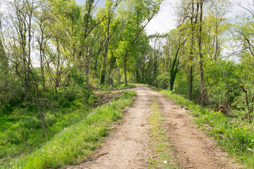 Fototapeta premium gravel road in countryside, sunny day in spring