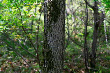 Obraz premium tree in the forest