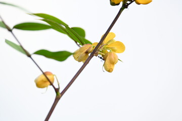 Senna occidentalis plant flower. Its common names septicweed, coffee senna, coffeeweed, Mogdad coffee, negro-coffee, senna coffee, Stephanie coffee flower, stinkingweed and styptic weed.
