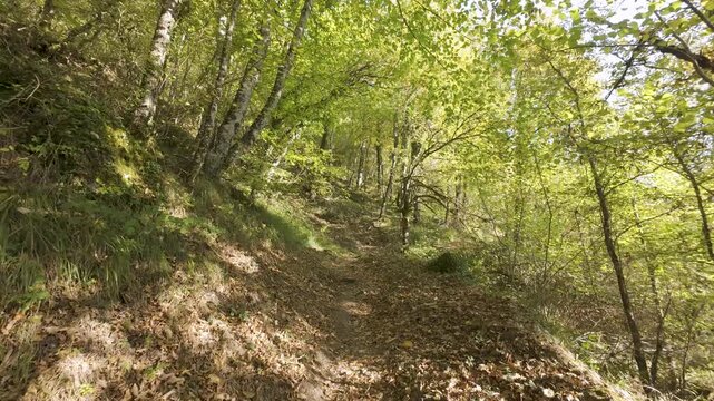 First-person view walking along a beautiful forest path