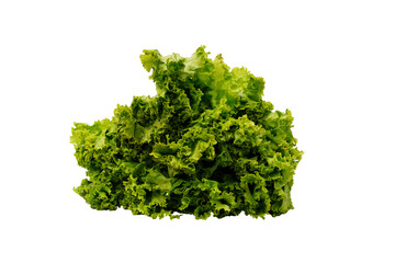 Obraz premium Lettuce salad isolated on White background