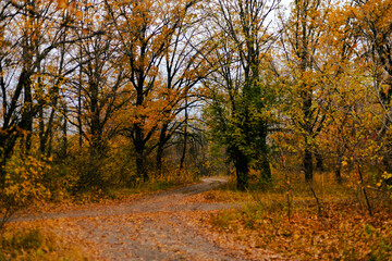Autumn forest with golden trees