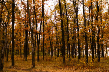 Autumn forest with golden trees