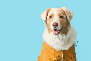 Cute Australian Shepherd dog in raincoat on blue background, closeup