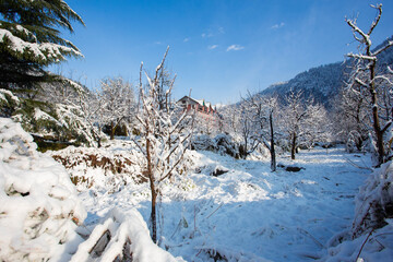 Ethereal Winter Wonderland: Snow-Covered Orchard and Frozen Path in Manali, Himachal Pradesh