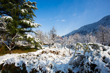 Serene Snow-Covered Path Through a Winter Orchard in Manali, Himachal Pradesh, India