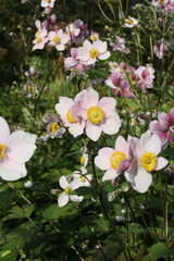 Beautiful blossoming Japanese anemone flowers in summer garden.