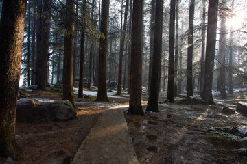 Ethereal Morning Sunlight Piercing Through Towering Pine Trees in a Snow-Dusted Forest of Manali, Himachal Pradesh, India