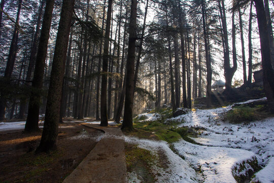 Soft sunlight filters through tall cedar trees in Dhungri Van Vihar forest, where a quiet path winds across melting snow, revealing the serene charm of winter in the Himalayan foothills.