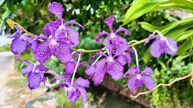 Vibrant Close-Up of Exotic Purple Vanda Orchid Flower with Intricate Pattern and Lush Green Background