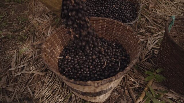 Close-Up of Baskets Filled with Fresh Acai Berries in 4K Ultra HD &mdash; Juicy Tropical Superfood Fruits in Harvest Baskets, Highlighting Organic Farming, Nutrition, and Healthy Lifestyle
