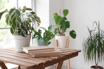 Green plants with books on wooden table in room